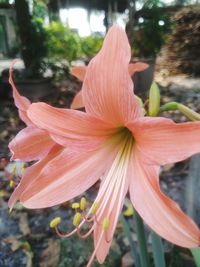 Close-up of day lily plant