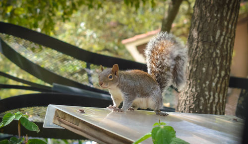Squirrel on tree
