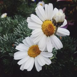 Close-up of white daisy flower