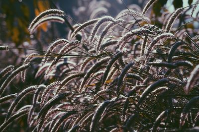 Close-up of plants