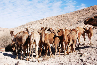 Camel in the negev desert in israel near mitzpe ramon, machtesh ramon