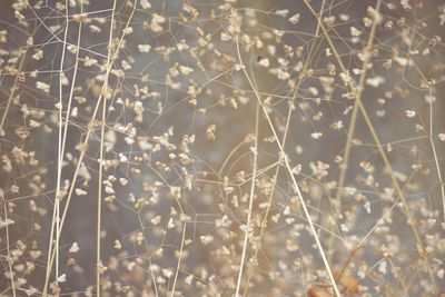 Full frame shot of plants during winter