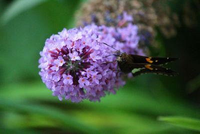 Close-up of insect on flower