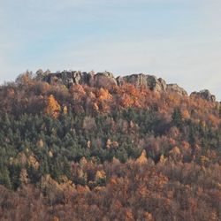 Scenic view of forest against sky