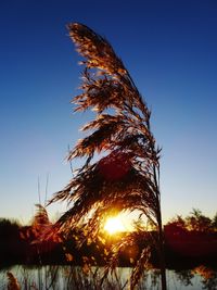 Low angle view of stalks against clear sky at sunset