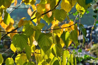 Close-up of yellow leaves on tree