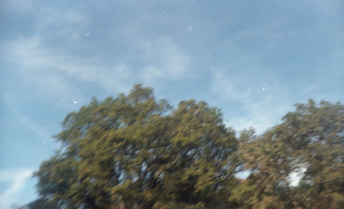 Low angle view of trees against sky