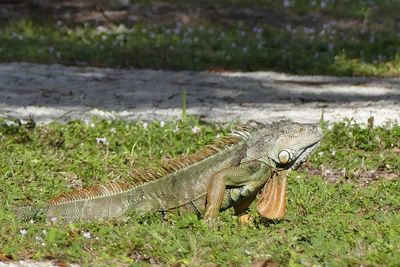 Lizard on ground