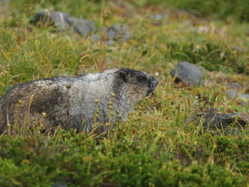 Side view of an animal on land