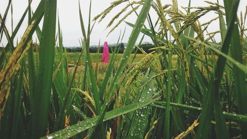 Close-up of fresh corn field against sky