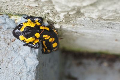 High angle view of salamander on retaining wall