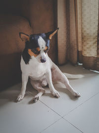 Dog sitting on floor at home