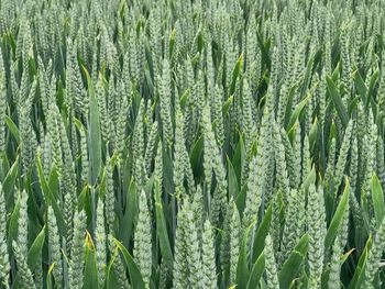 Full frame shot of fresh corn field