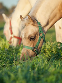 Close-up of horses grazing on grassy land