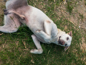 Dog on grassy field