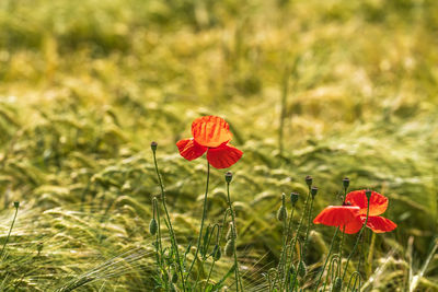 Close-up of red poppy flower on field