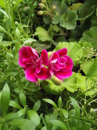 Close-up of pink flower blooming outdoors