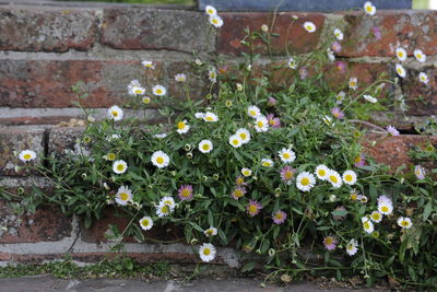 Flowers blooming outdoors