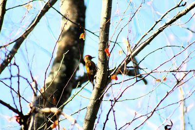 Low angle view of bird perching on tree against sky