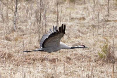 Eurasian crane flying over field