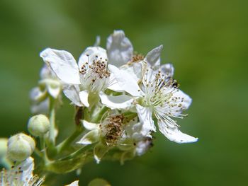 Close-up of white flowers blooming