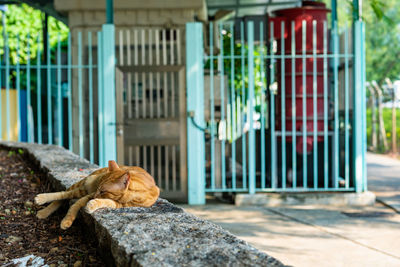 A sleeping ginger cat in tai o