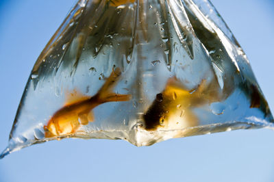 Close-up of fishes in plastic bag against clear blue sky