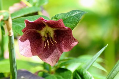 Close-up of red flower