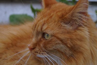 Close-up portrait of cat