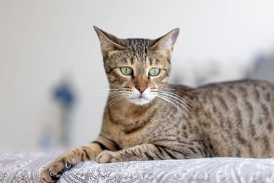 Cute oriental cat sitting on top of the bed at home, domestic animal portrait