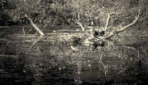 Reflection of trees in lake