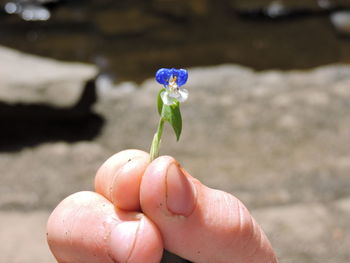 Close-up of hand holding plant