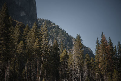 Low angle view of pine trees against sky