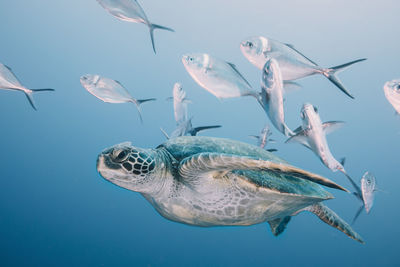 Turtle and fish swimming undersea