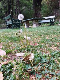 Flowers growing in park