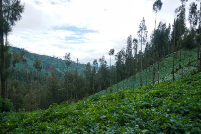 Scenic view of forest against sky