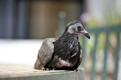 Close-up of bird perching on wood