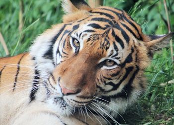 Close-up portrait of tiger