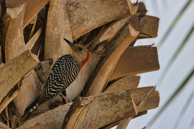 Low angle view of bird perching on wood