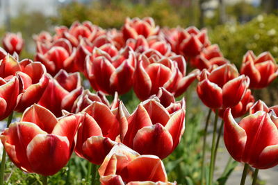 Close-up of red tulips on field