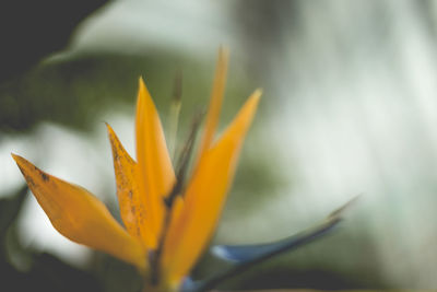 Close-up of flower blooming outdoors
