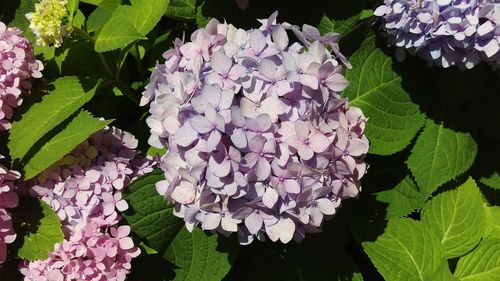 Close-up of pink hydrangea flowers