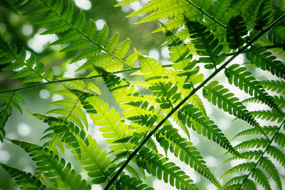 Low angle view of tree leaves
