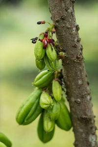 Close-up of insect on tree