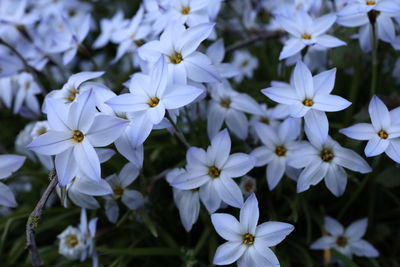 Close-up of white flowering plants