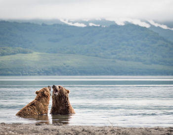 Bears with mouth open in lake