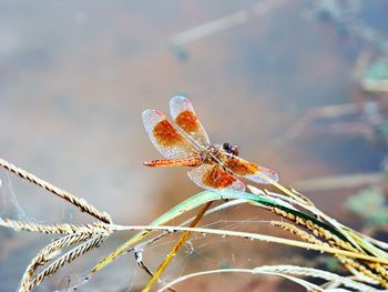 Close-up of dragonfly on plant