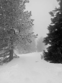 Scenic view of snow covered landscape