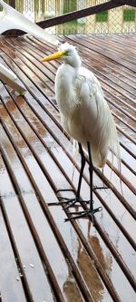 High angle view of bird perching on railing