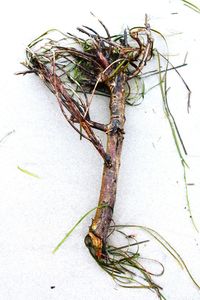 High angle view of insect on plant against wall